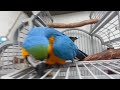 attack parrot