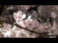 Zen Garden - Cherry Blossoms, Mindfulness, Relaxation & Meditation - 50 minutes