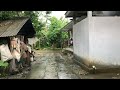 Heavy Rain in a Beautiful Village | Refreshing Green Rice Farming | Fall asleep to the sound of rain