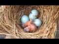 Bluebird Hatching