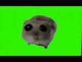 sad hamster green screen