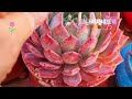 겨울철부지런히꽃대올리는다육 #겨울철다육관리#다육식물#succulents @모나리자네뜨락MonaLiza