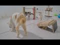 😆 IMPOSSIBLE TRY NOT TO LAUGH 🐶 Best Funniest Catss Video 2024 😹