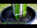 HOW TO GROW DRAGON FRUIT -ADVANCED GARDENING METHOD /TECHNIQUE