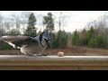 BlueJays taking peanuts