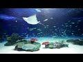 【4K】Sunshine Lagoon tank of Sunshine Aquarium Tokyo Japan 1.5hours