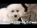 【DIY】Introducing a handmade dog cage【If you have a dog】【Cute and miserable dog】【Bichon Frise】