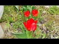 Timelapse - Tulips Blooming in the Morning