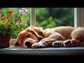 Anti-Anxiety Music for Dogs 🐶 Music to Help Your Dog Fall Asleep in 30 Minutes 🎵