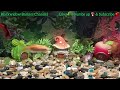 1 Hour Fish Tank with sound  #goldfish #fish #aquarium #1hour #meditation #blackwidowbarbieschannel