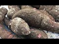 Cassava Harvesting