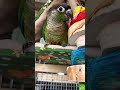 Magnus the baby Green Cheek Conure