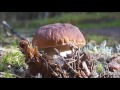 My Favorite Mushroom Hunting (Boletus edulis), Autumn 2016