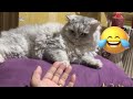 GANYAN AKO NYA KAMAHAL BANTAY KELAN AKO MAGTULOG #highlights #cat #pet #sweetAzunii #