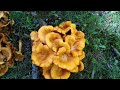 Toxic Jack O Lantern Mushrooms!! Do NOT Eat!!