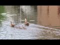 Schattige nijlganzen paar met 6 kuikens  | Adorable nile geese pair with 6 chicks by Tine de Jong