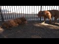 French mastiffs listen to their hearts