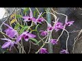 Anggrek dendrobium anosmum var superbum, bunganya cantik dan harum (anggrek tirai)