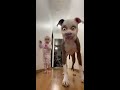 Rollo and Charli are Startled by Funny Filter || ViralHog