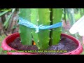 HOW TO PLANT DRAGON FRUIT CUTTINGS (PROPAGATION TECHNIQUE)