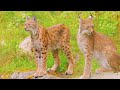 Fascinating Animal Kingdom 4K - Amazing World Of Wildlife Animals | Scenic Relaxation Film