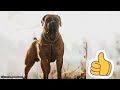 Semua Tentang Anjing Boerboel