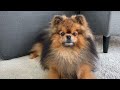 Funny Hendo Pomeranian vs undercoat and treat #shorts #funny #cute #pomeranian