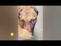 Funny Dogs And Cats Videos 2023 🤤 - Best Funniest Animal Videos Of The Month #1