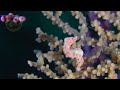 Amazing Sea World Eps 12 Sea Horses Deep Blue Sea