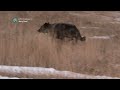 Video shows wildlife officials releasing 5 wolves in Colorado