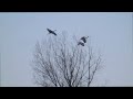 2023 Sandhill Cranes Overwintering (4K)