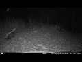 Skunk vs Raccoon Standoff