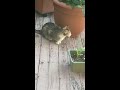 Baby kitty plays with momma’s tail