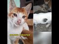 menyaksikan sakaratul maut. kitten ku tewas satu persatu di lindas kendaraan malam hari.