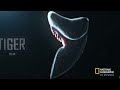 Enfrentamiento en el Océano: Tiburones vs. Atún | Nat Geo en Español