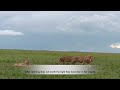 Lion pride finds a lioness completely alone in their territory