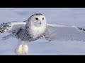 Snowy Owls in Ottawa