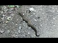 Timber Rattlesnake, Hawksbill Mountain, NC.