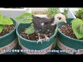 먹고남은 바나나로 바나나나무 키우기 . how to grow banana tree with leftover banana.