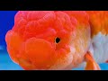 Oranda Goldfish | Oranda Goldfish Care & Guide