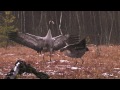 FIGHT AND DANCE-BIRDS Dancing Cranes in Springtime! (Worth Watching!)