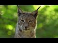 The Life Of The Mighty Lynx Predator In Europe's Forests | Wildlife Documentary