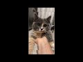 Funny animal videos 2023   Funny cats dogs    Funny animals