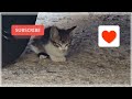 You Guys, Hope You Are Safe, Healthy, And Happy!! 🙏🌈 : Collection of Stray Cat Videos