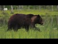 Melting wetlands - How can nature slow down climate change? | DW Documentary