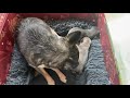 Caring for Orphaned Puppies | Sweetie Pie Pets by Kelly Swift