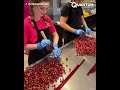 Fastest and Most Skillful Workers Ever