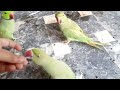 Two Cute Ringneck parrot 🦜  || baby parrot eating seeds 😋 | speaks in Urdu&Hindi