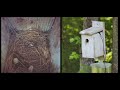 Bluebirds fledging from two camera angles  #birds #nature  #naturevideography #nestbox