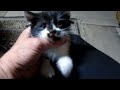 Cute Crazy Kittens: Climbing On Me